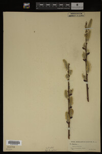 Salix cinerea image