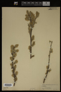 Salix cinerea image