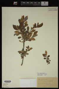 Salix cinerea image
