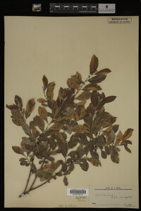 Salix cinerea image