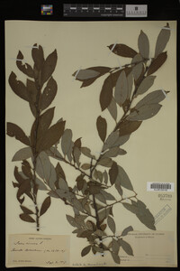 Salix cinerea image