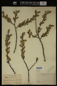 Salix cinerea image
