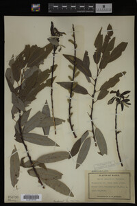 Salix sericea image