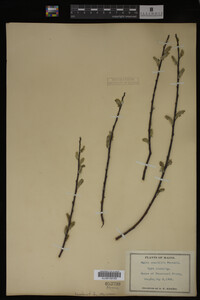 Salix sericea image