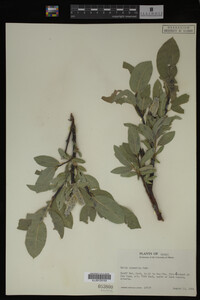 Salix commutata image