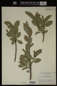 Salix commutata image