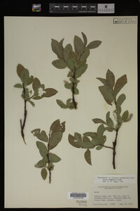 Salix commutata image