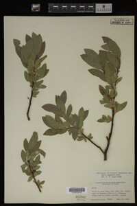 Image Associated With the Occurrence