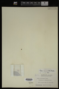 Salix commutata image
