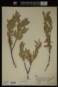 Salix commutata image