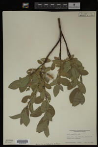 Salix commutata image