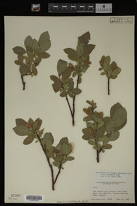 Salix commutata image