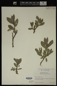 Salix commutata image