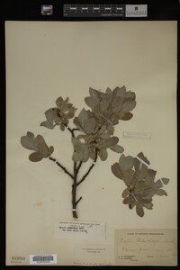 Salix commutata image