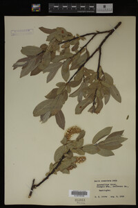 Salix commutata image