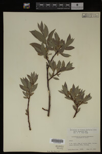 Salix commutata image