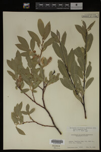 Salix commutata image