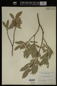 Salix commutata image