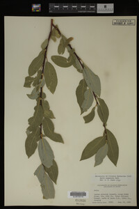Salix commutata image