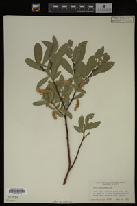 Salix commutata image