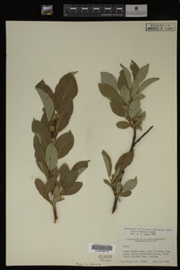 Salix commutata image