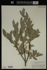 Salix commutata image