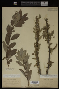 Salix cordata image