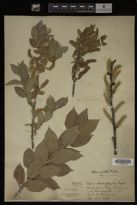 Salix cordata image