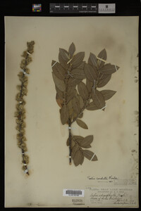 Salix cordata image