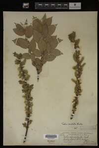 Salix cordata image