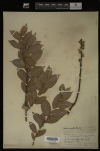 Salix cordata image