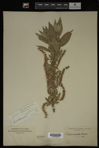 Salix cordata image