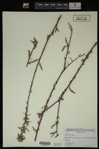 Salix cordata image