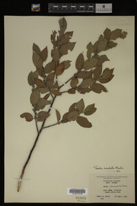 Salix cordata image