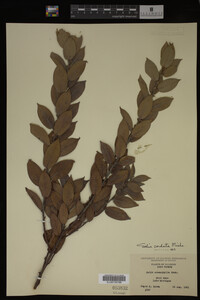 Salix cordata image