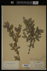 Salix cordata image