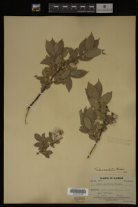 Salix cordata image