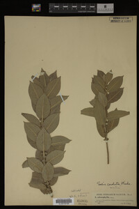 Salix cordata image