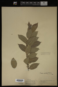 Salix cordata image