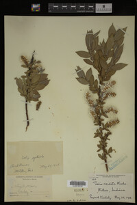 Salix cordata image