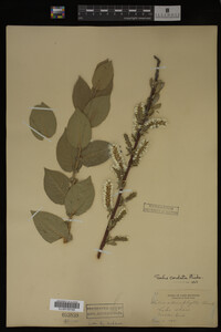 Salix cordata image