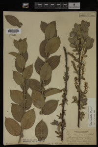 Salix cordata image