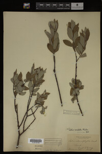 Salix cordata image