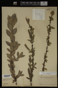 Salix cordata image
