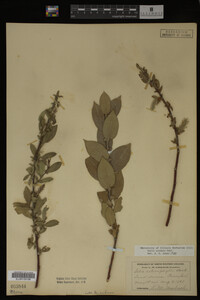 Salix cordata image