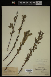 Salix cordata image