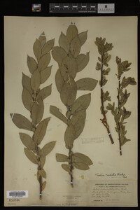 Salix cordata image