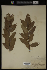 Salix cordata image