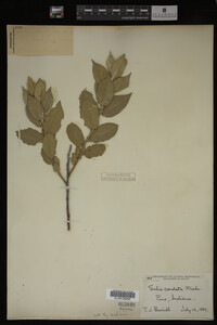Salix cordata image