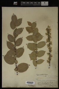 Salix cordata image